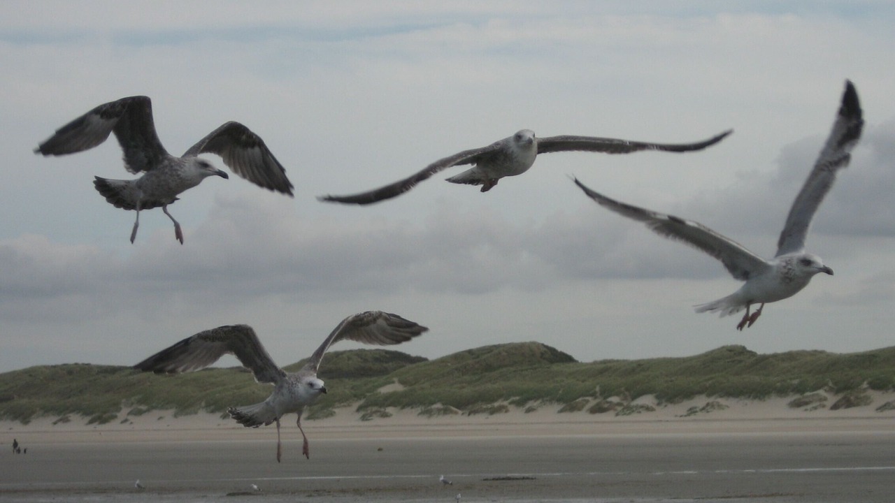 Photo of Others in Stella-Plage