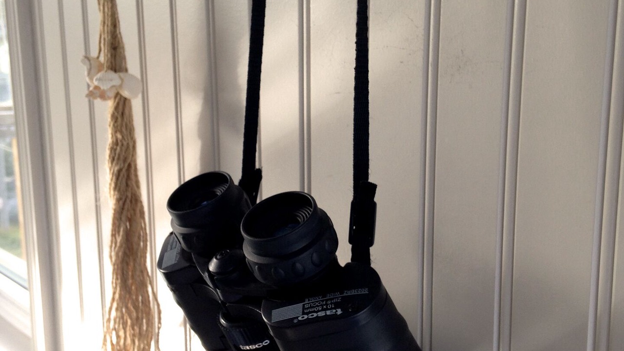 Photo of Others in Petty Harbour