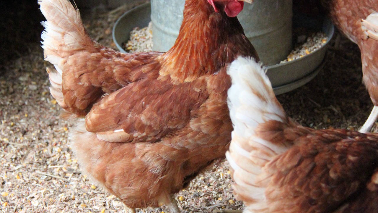 Photo of Others in Red Hill