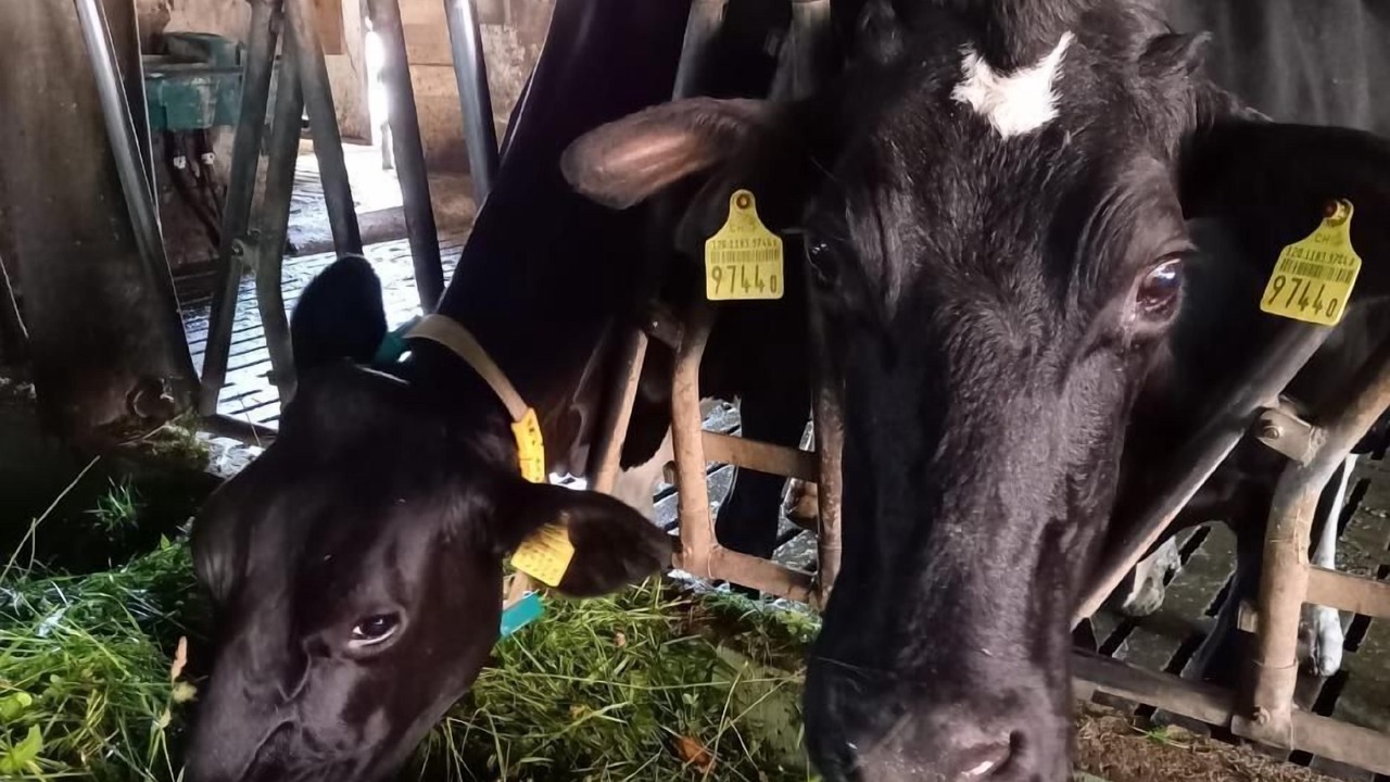 Photo of Others in Ermensee