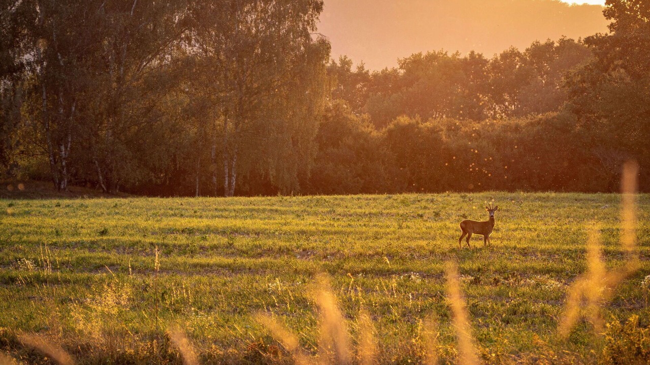 Photo of Others in Buzet