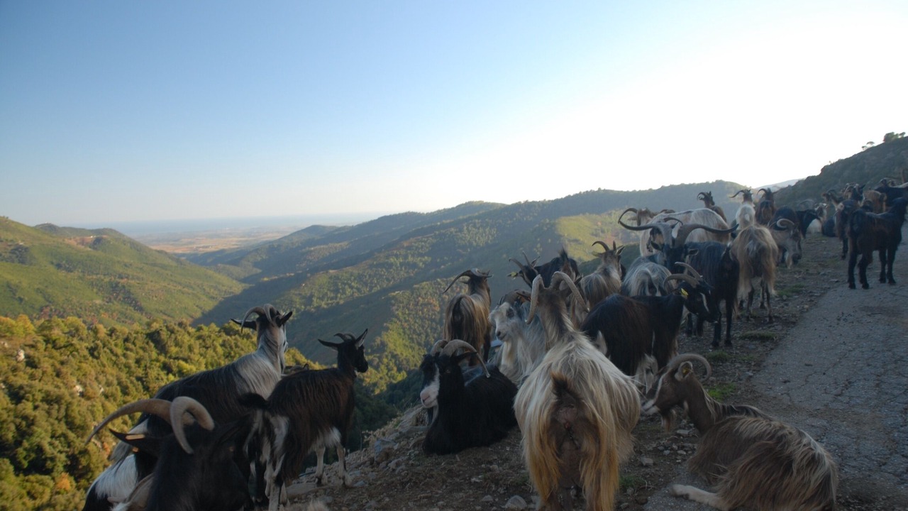 Photo of Others in Chiatra