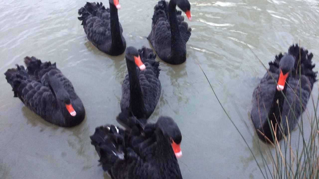 Photo of Others in La Ronde