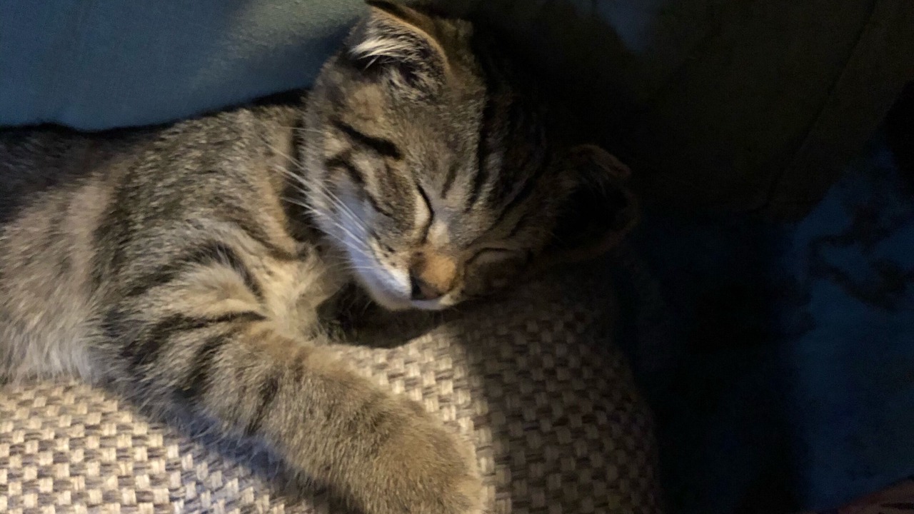 Photo of Others in Ladignac le Long