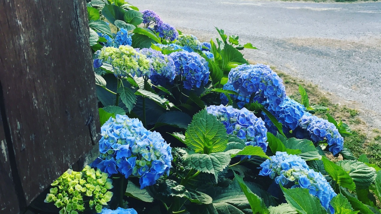 Photo of Outdoor in Ladignac le Long