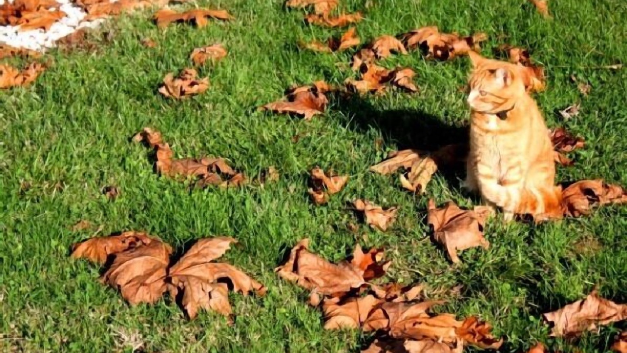 Photo of Outdoor in Roquecor