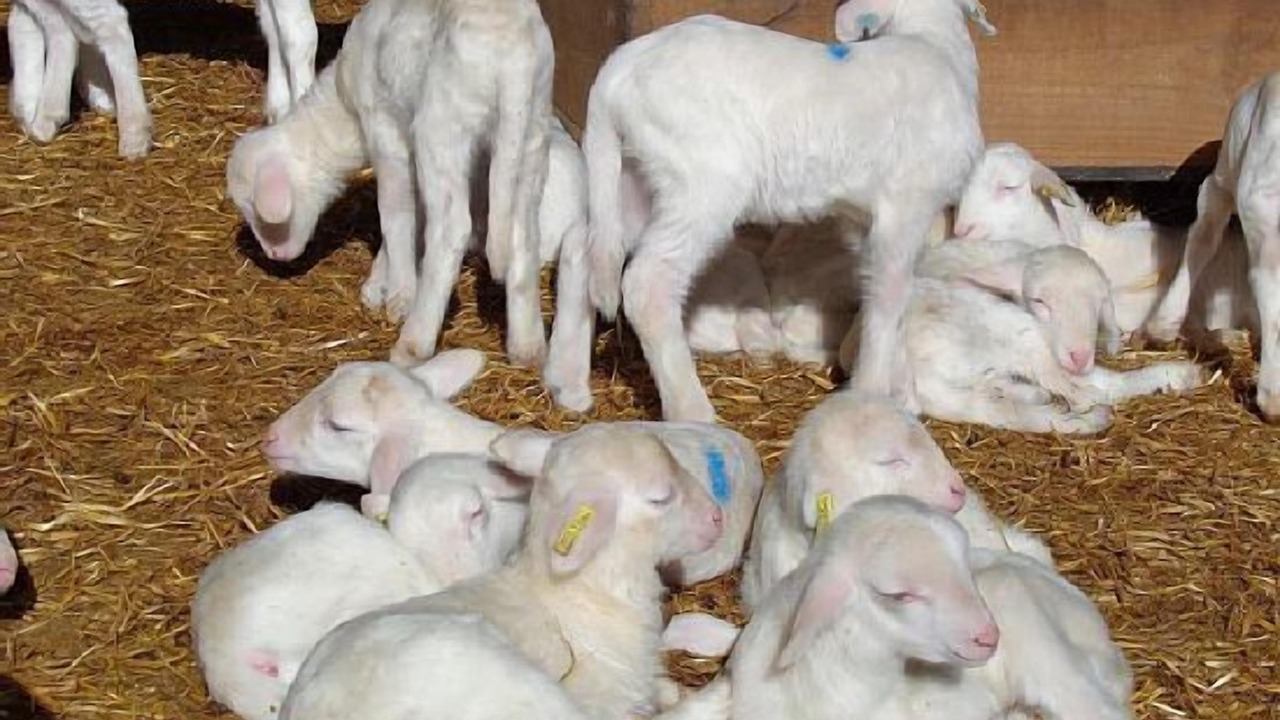 Photo of Others in Santa Cilia
