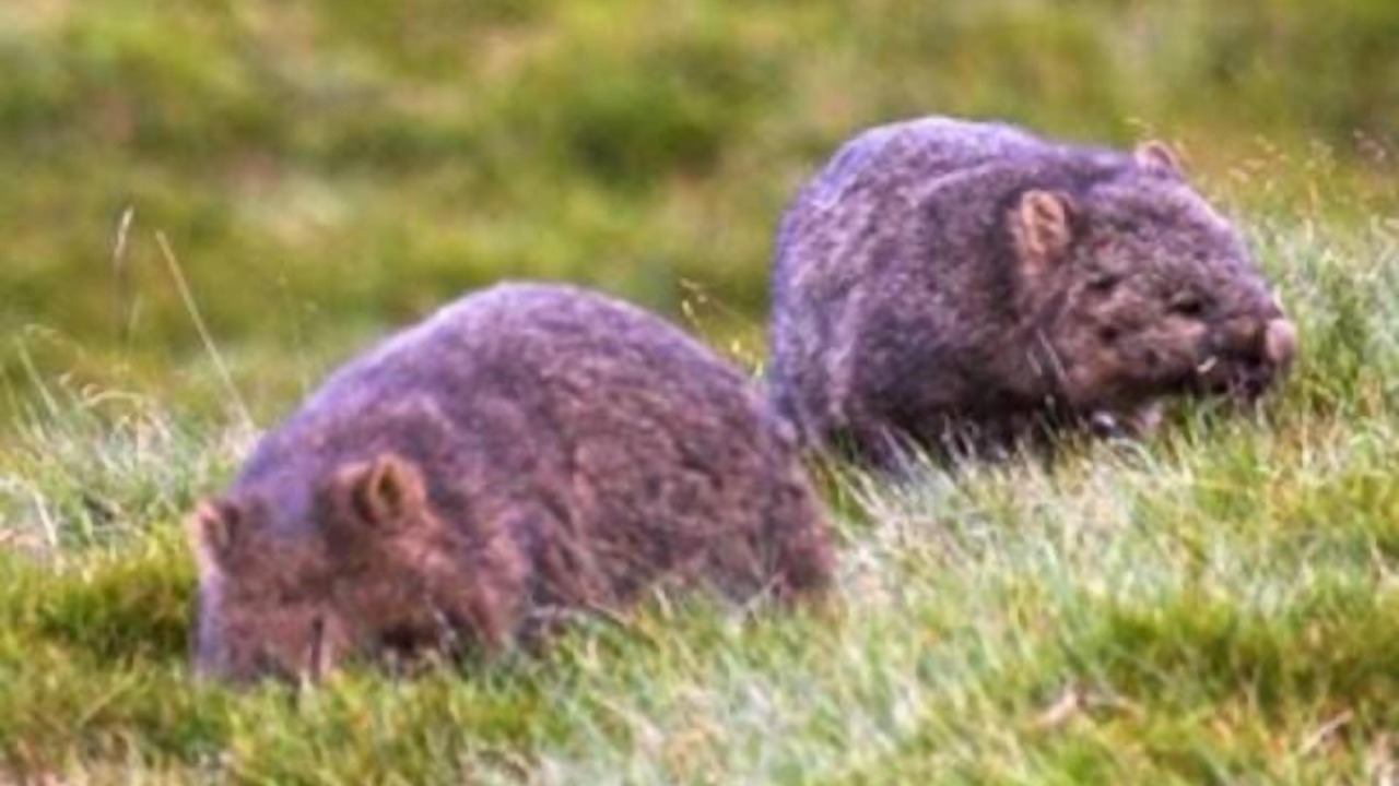 Photo of Outdoor in Warburton