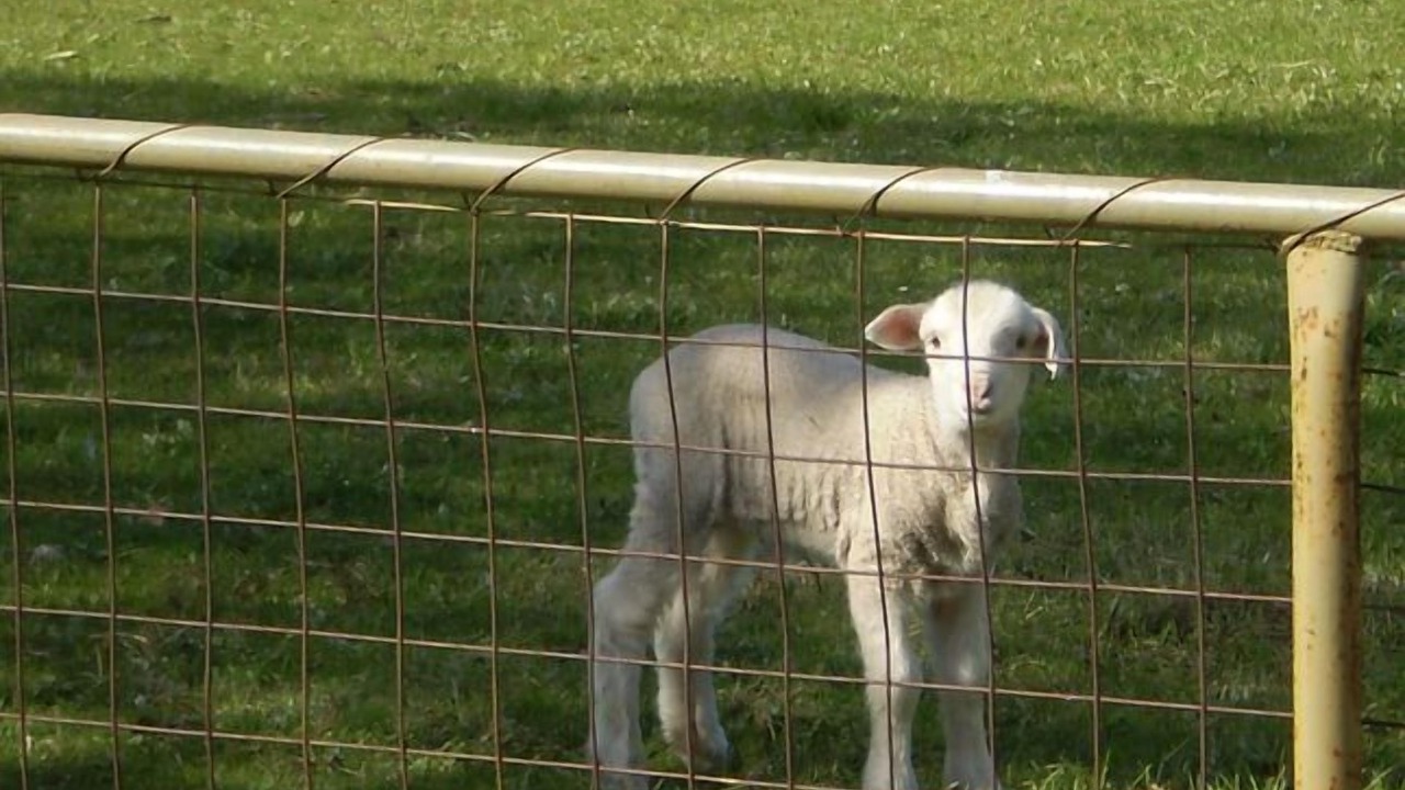 Photo of Others in Goornong