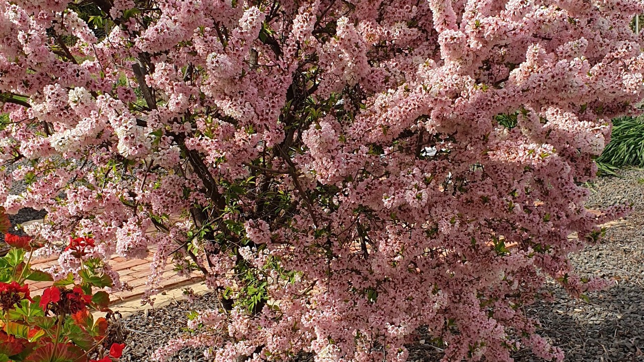 Photo of Others in Goornong