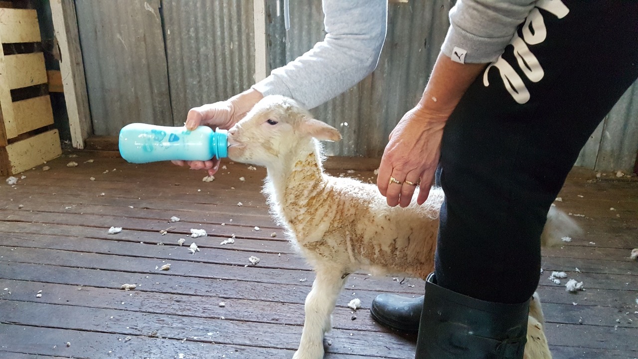 Photo of Others in Goornong