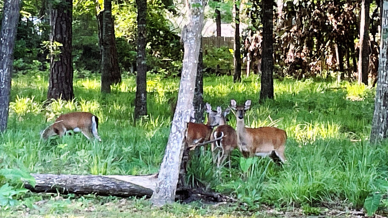 Photo of Others in Killearn Lakes