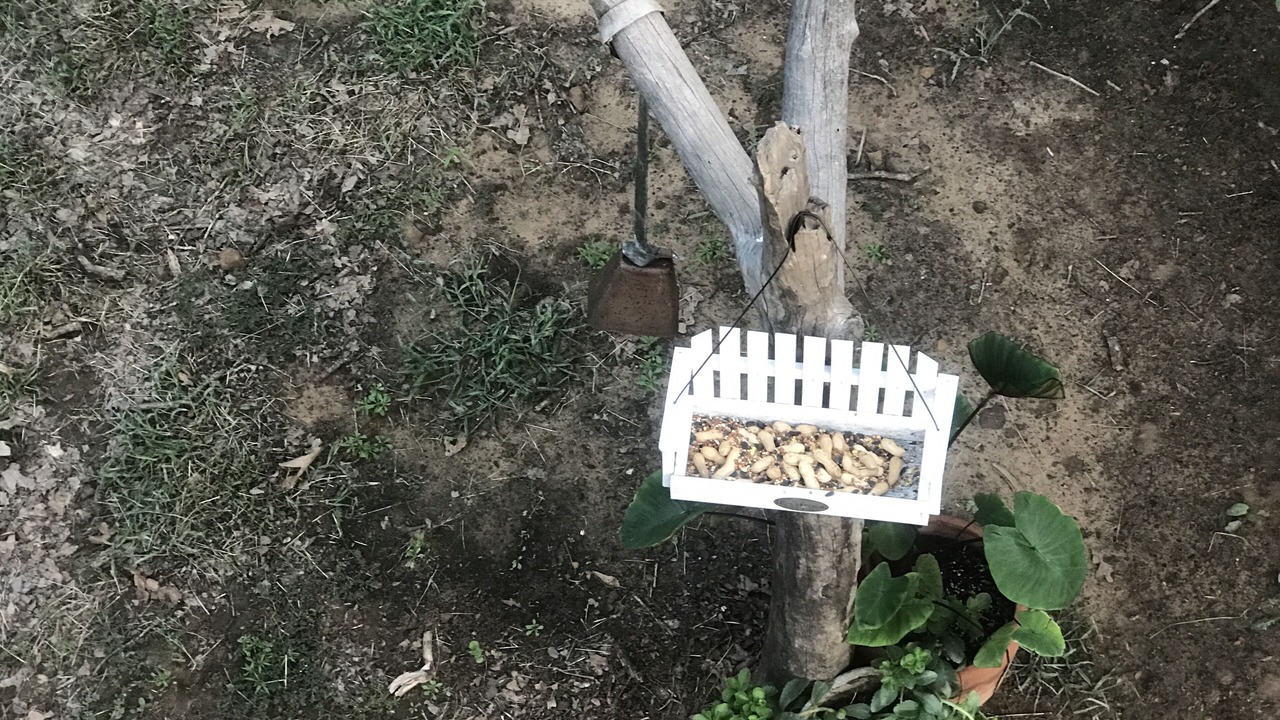 Photo of Outdoor in Pilot Point