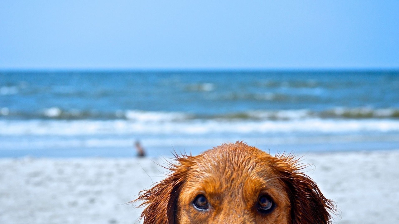 Photo of Others in Castaways Beach