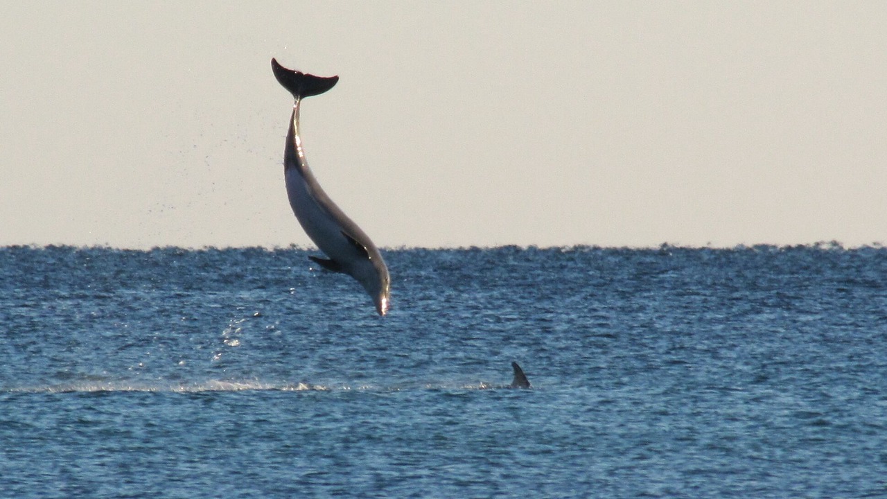 Photo of Others in Seagrove Beach