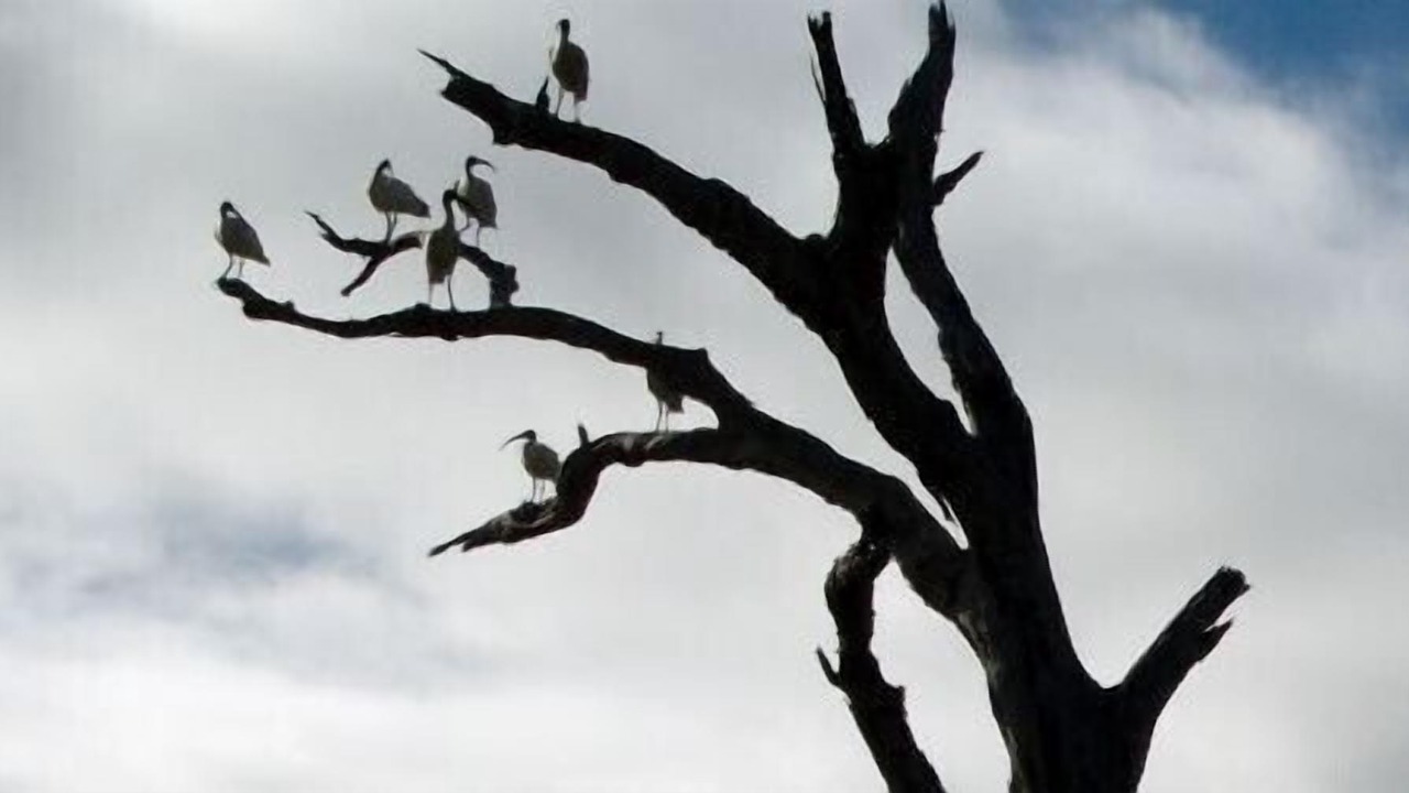 Photo of Others in Mallacoota