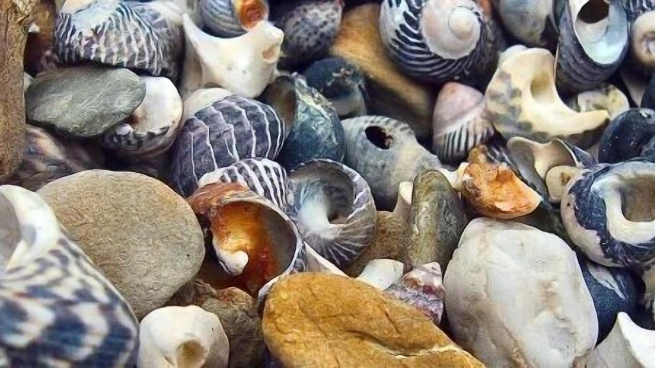 Photo of Others in Mallacoota