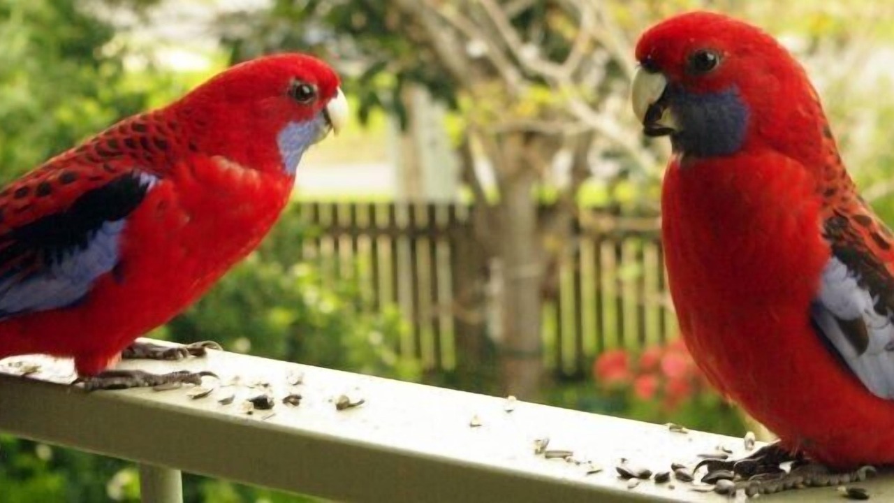 Photo of Others in Mallacoota