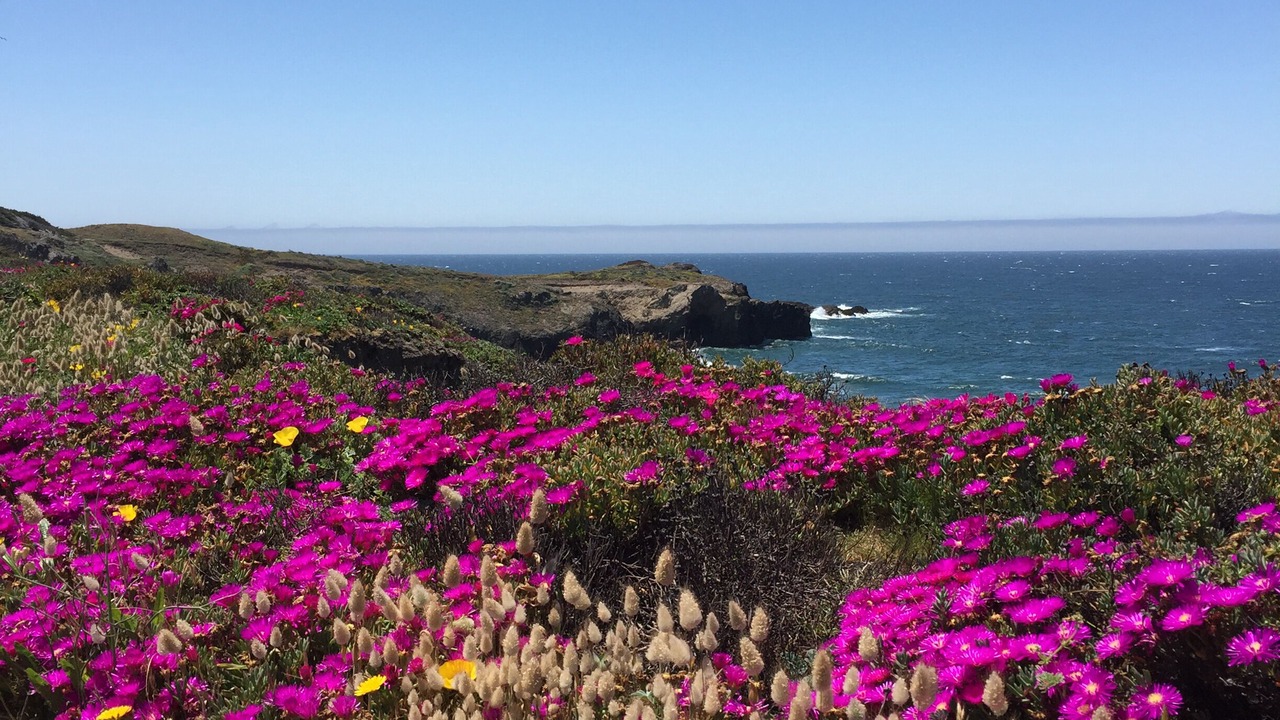 Photo of Others in Sea Ranch