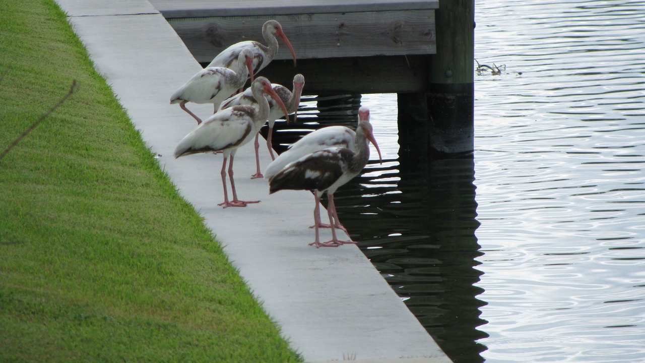 Photo of Others in Cape Coral