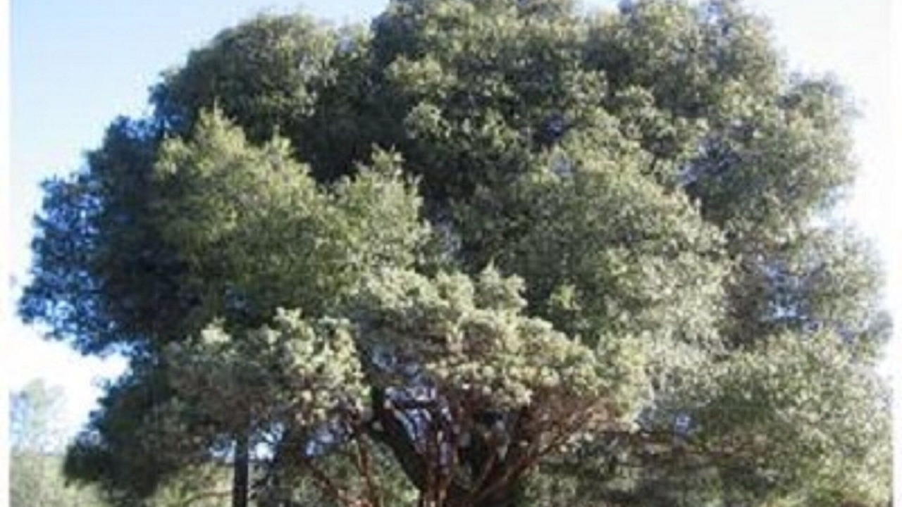 Photo of Others in Mariposa