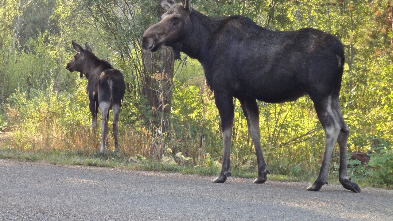 Photo of Others in Moose Wilson Road
