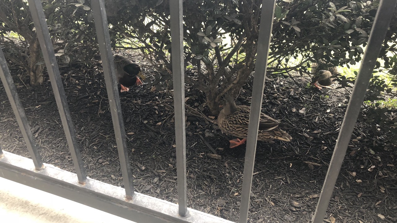 Photo of Patio Balcony in Sevierville