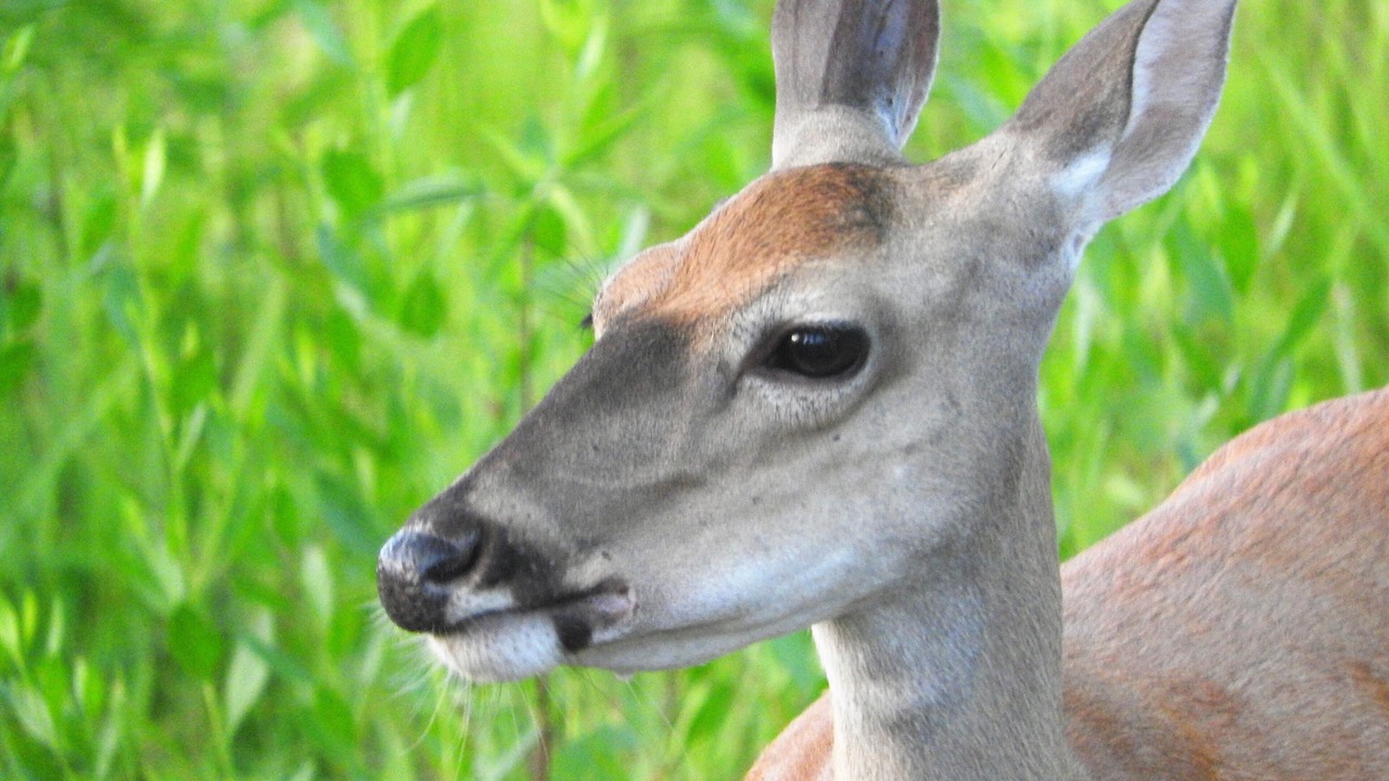 Photo of Others in Kennard