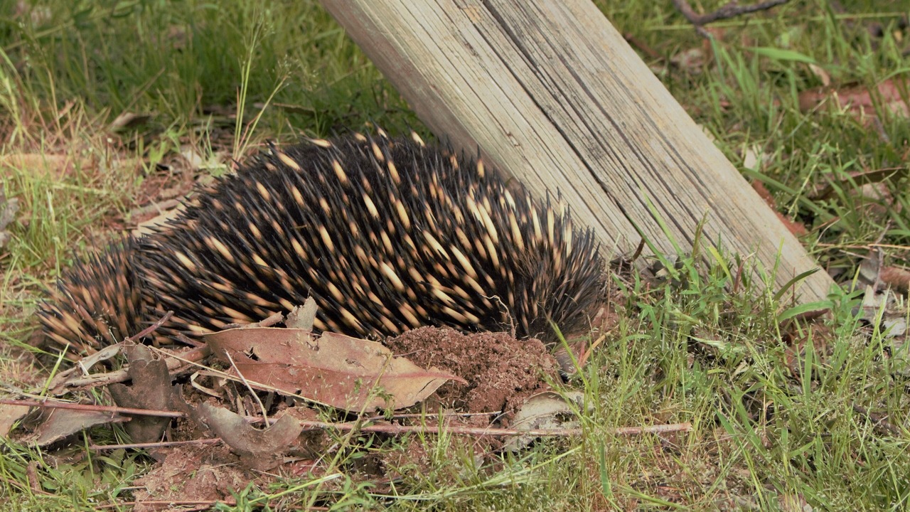 Photo of Outdoor in Tolmie