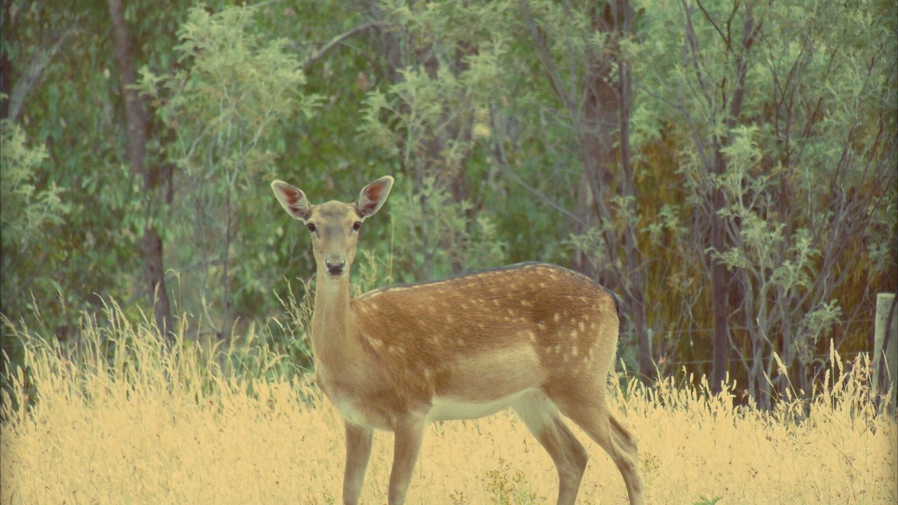 Photo of Outdoor in Tolmie