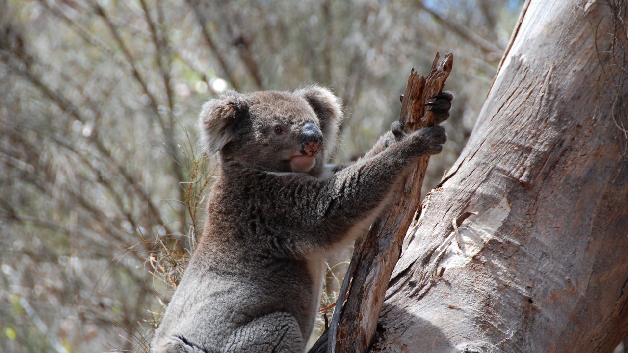 Photo of Outdoor in Duncan