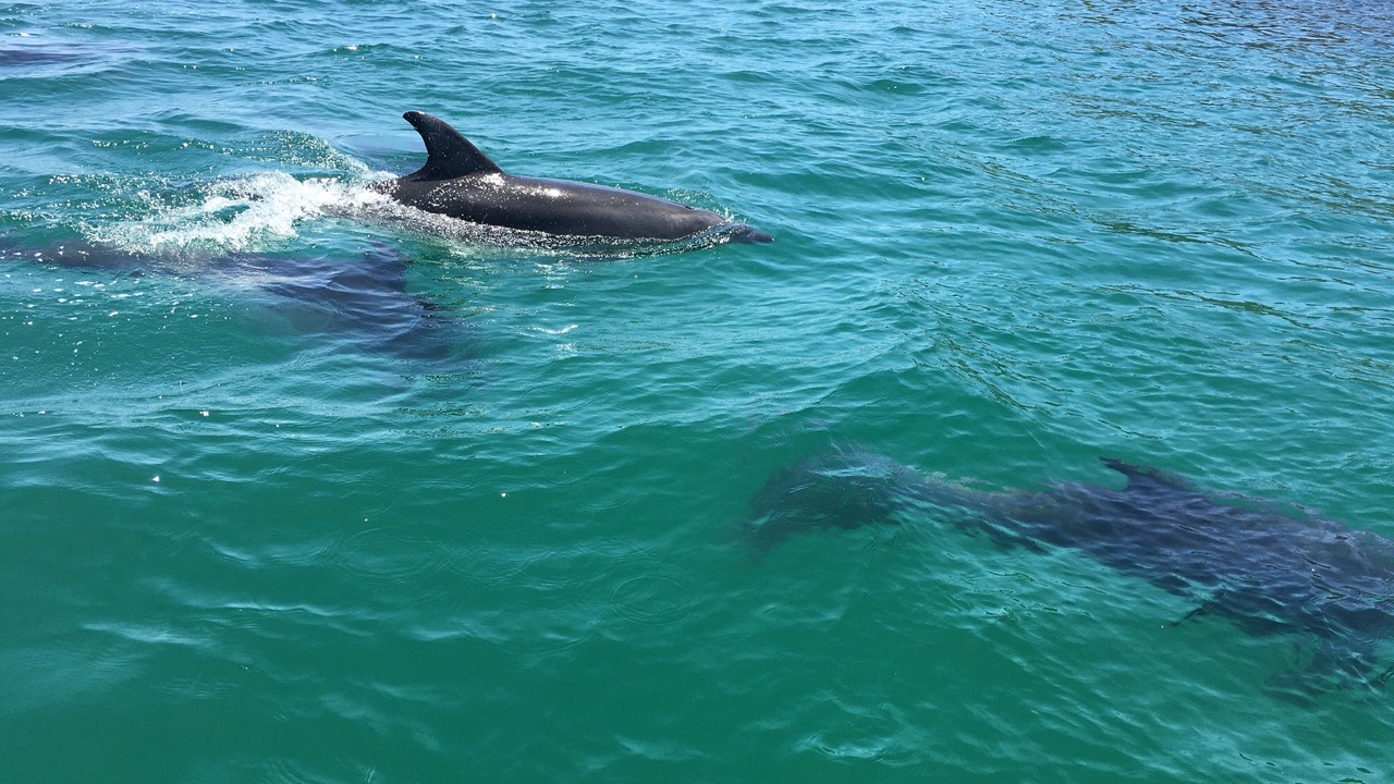 Photo of Others in Karkari Peninsula