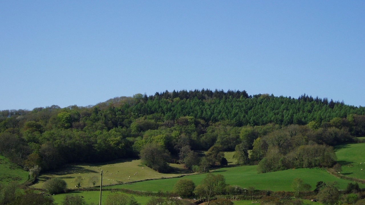 Photo of Others in Colyton