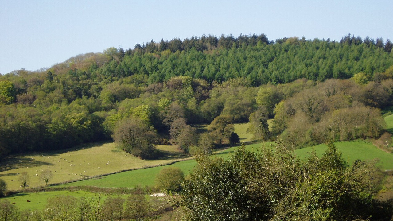 Photo of Others in Colyton