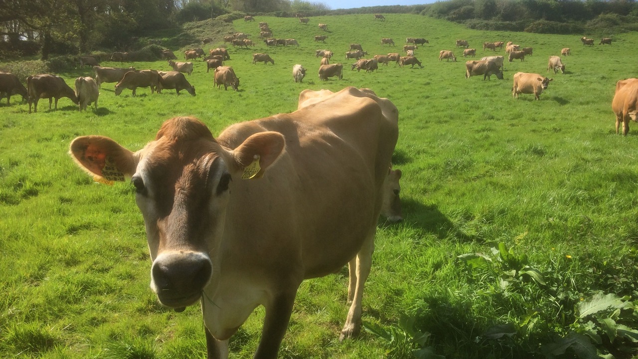 Photo of Others in Colyton