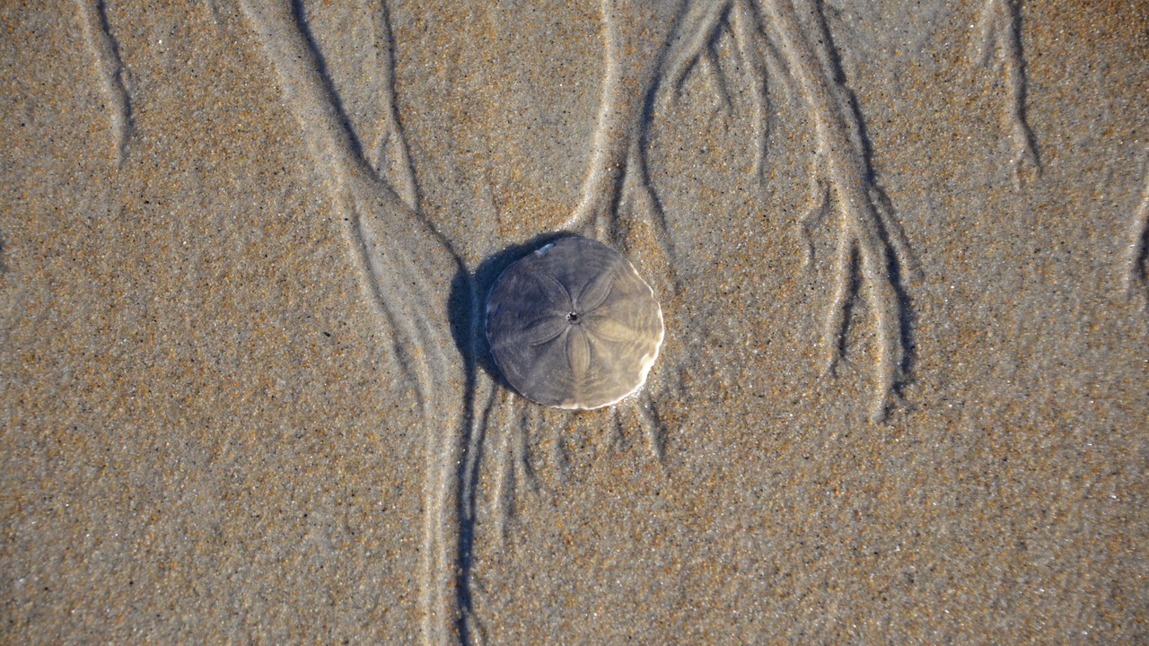 Photo of Others in Southern Coast