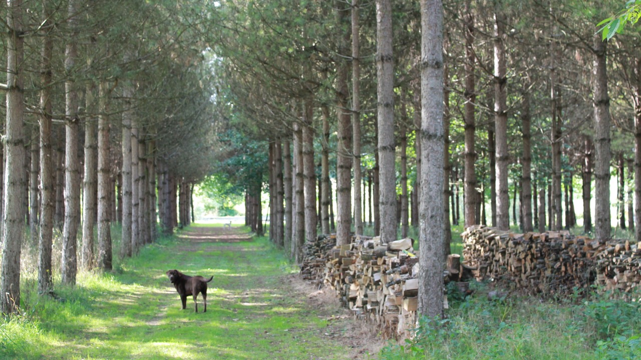 Photo of Outdoor in Deneze-sous-le-Lude