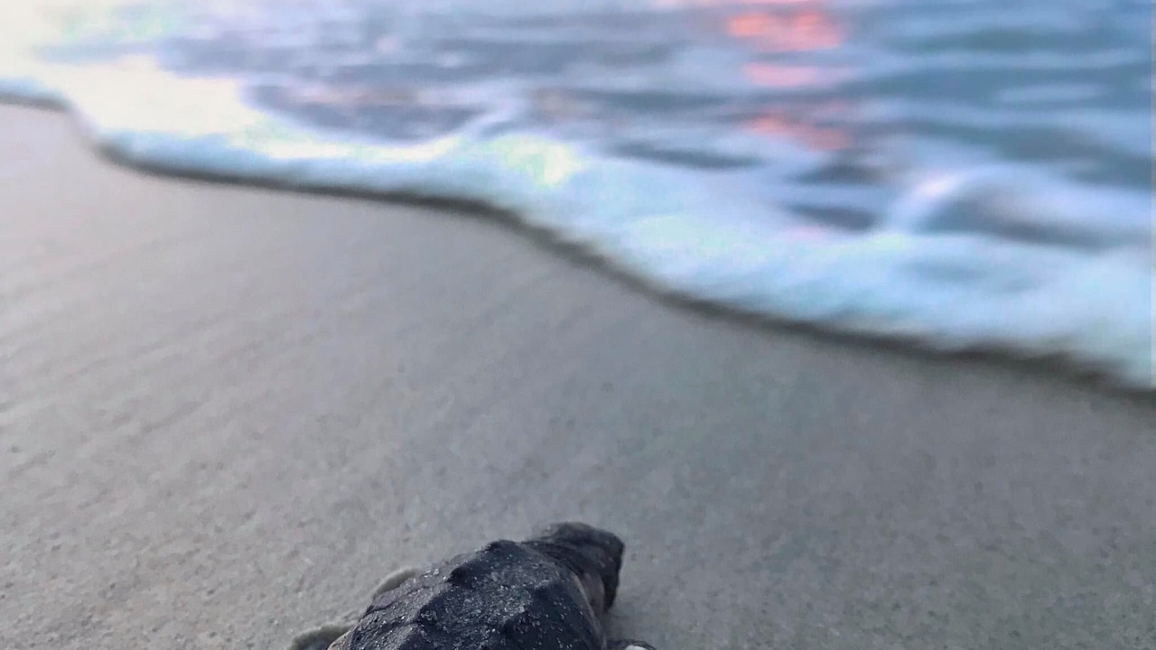 Photo of Others in Cape Caneveral Beach Gardens