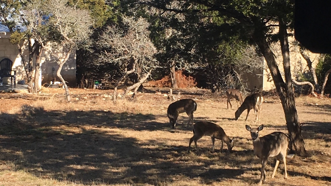 Photo of Outdoor in Dripping Springs