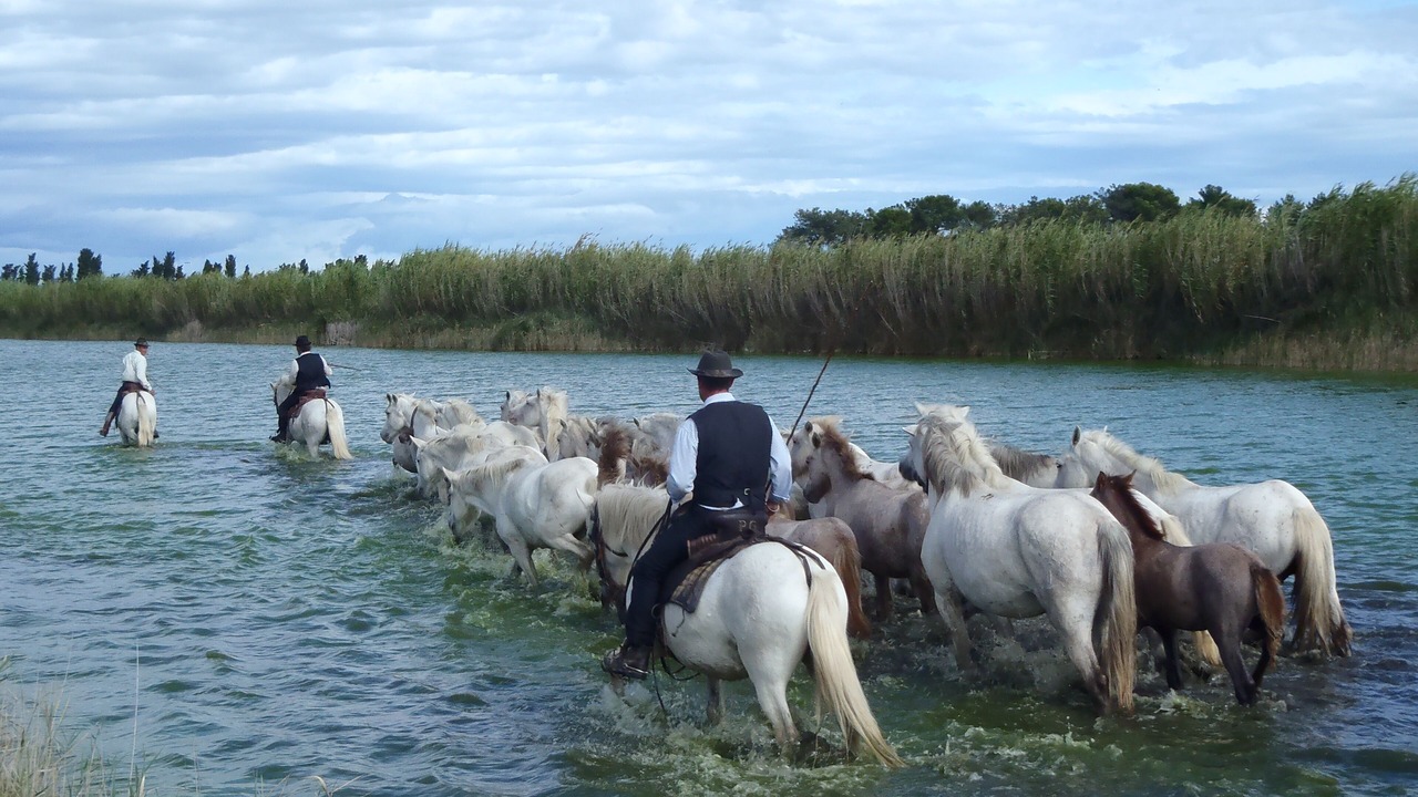 Photo of Others in Le Grau-Du-Roi