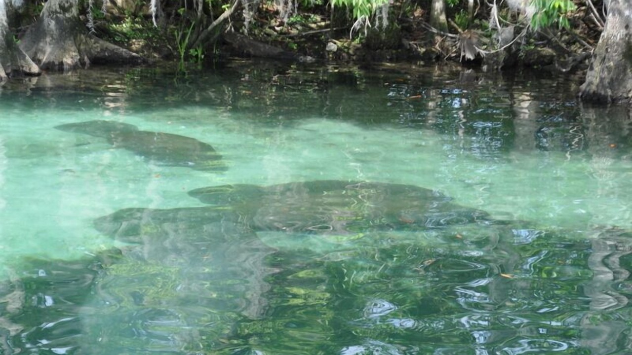 Photo of Others in Crystal River