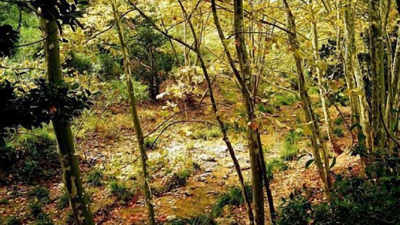 Photo of Outdoor in Torrelles de Foix