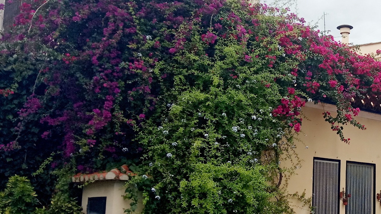 Photo of Outdoor in Pedreguer