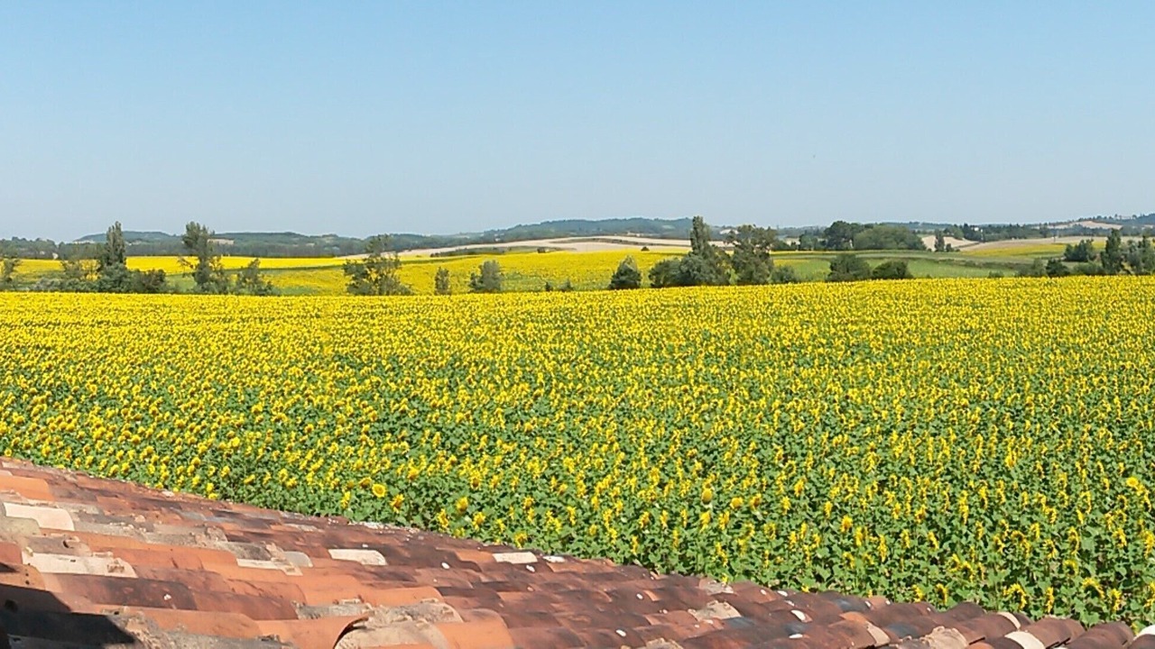 Photo of Others in Labastide-d'Anjou