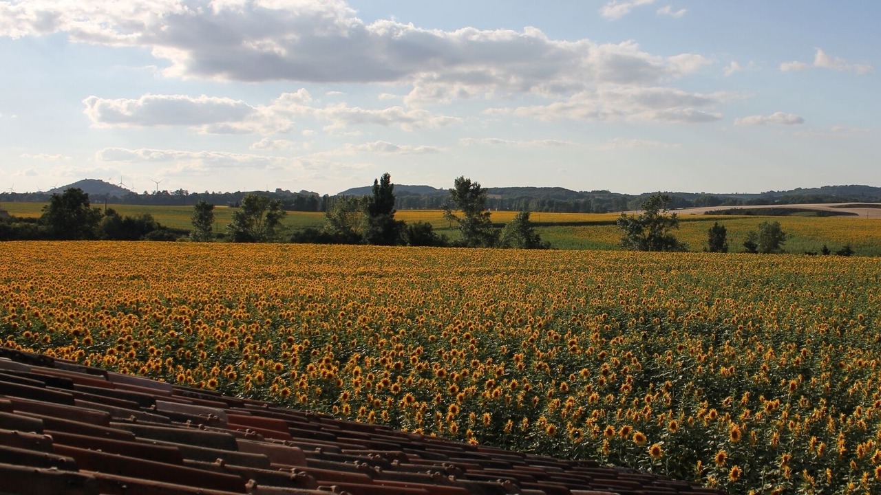 Photo of Others in Labastide-d'Anjou