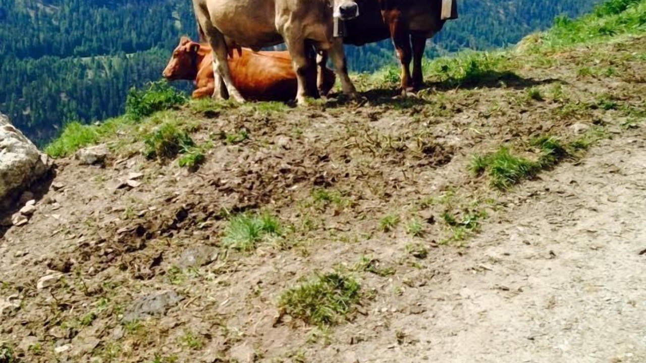 Photo of Others in Ardez
