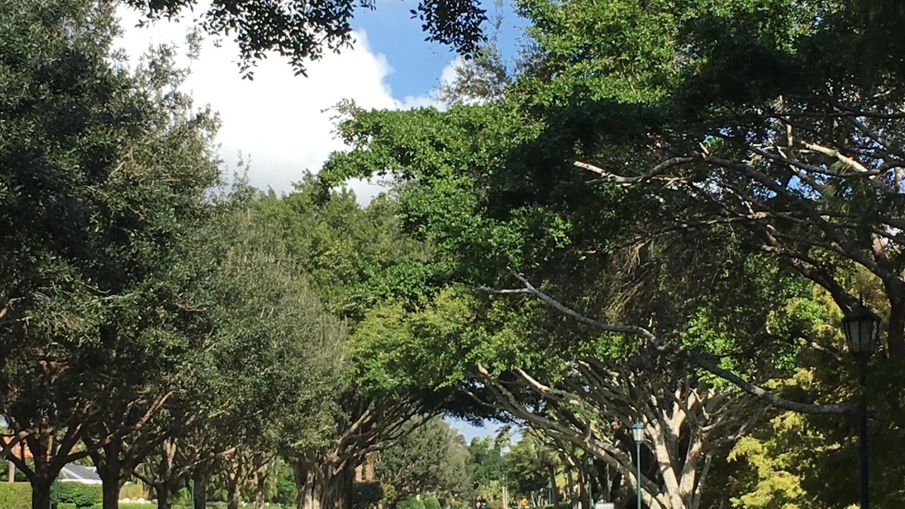 Photo of Others in Pineapple Park - Ibis