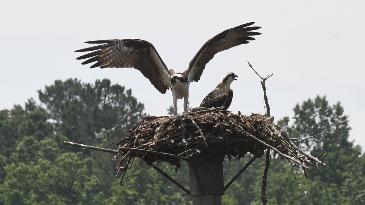 Photo of Others in Wedowee