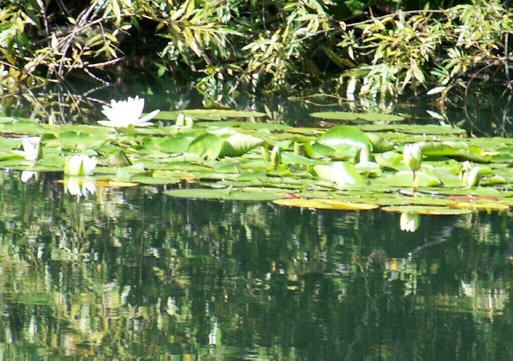 Photo of Others in Russell