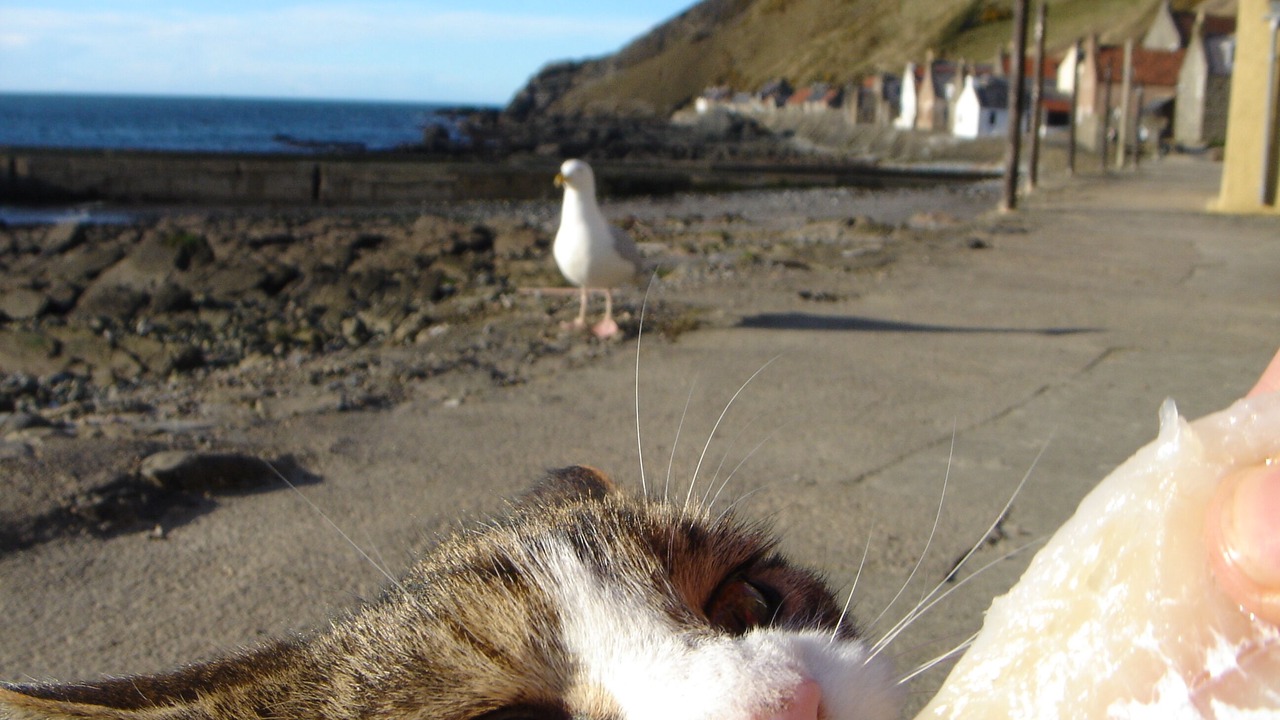Photo of Others in Banff